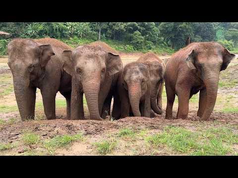 A Beautiful Display of Love and Care Among Rescued Elephants - ElephantNews #Video