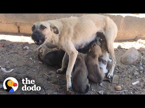 Fearful Mama Dog Starts Trusting Once She Knows Her Babies Are Safe #Video