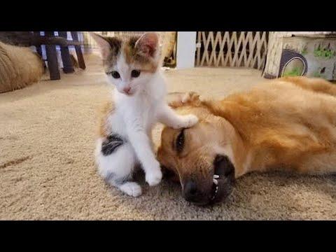 When dog and cat have become best friends #Video