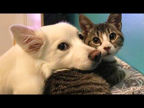 Tiny blind cat melts for dad #Video