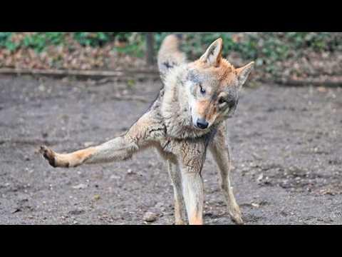 I’ve Rewatched These Hilarious Animals All Day and It NEVER Gets Old! #Video