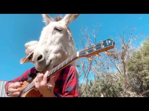 Hazel the donkey finally speaks