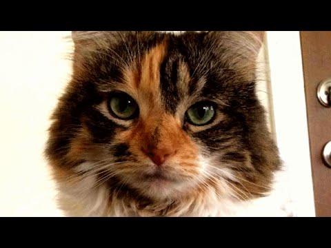 This cat talks human. But just one word. #Video