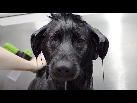 Black Dog Syndrome | Pet discrimination #Video