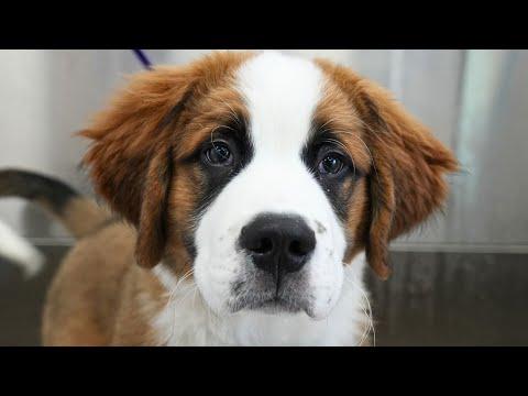 This might be one of the biggest puppies I've ever seen #Video