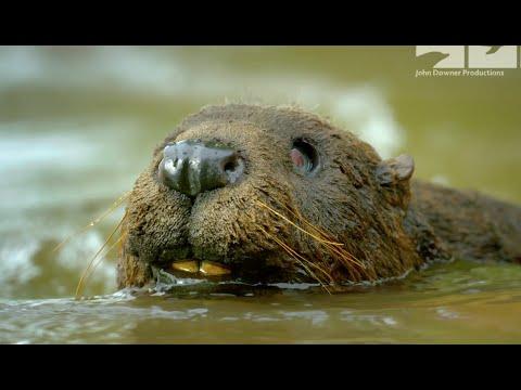 Robotic Spy Beaver & The Beavers Are Beavering Away To Repair The Lodge In Time For Winter! #Video