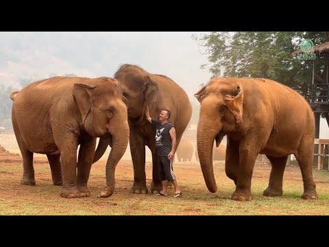 Man Calls Herd of Elephants - Watch Their Response! - ElephantNews #Video