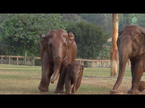 Cute Baby Elephant Wan Mai Learned To Be A Wild - ElephantNews