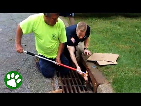 Kind Men Hear Cries From Sewer #Video