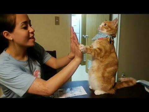 You’ll Be Amazed at How Sweet Cats Can Be! #Video