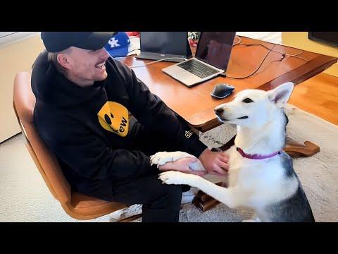 When Your Dog Is The Funniest One In The House! #video