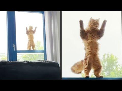 They Felt Left Out | Your Daily Dose Of Pets #Video