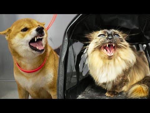 ANGRY pets at the grooming salon #Video