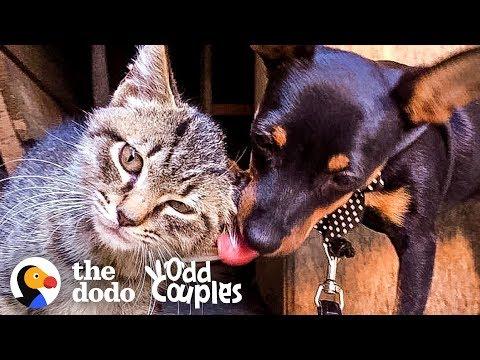 Can A Puppy Adopt A Stray Kitten?