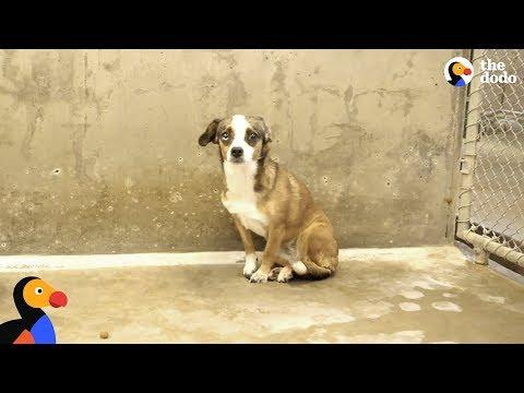 Scared Dog Never Wagged Her Tail Until She Met Her Foster Dad - BLOSSOM | The Dodo