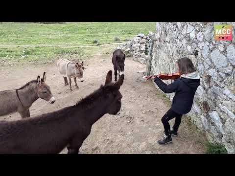 She plays the violin - O Sole Mio - in harmony with donkeys Video