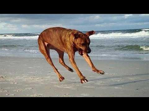 Dogs Who Don't Want Summer To End #Video