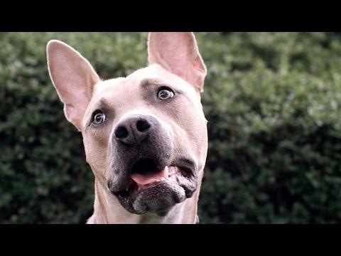 Dogs Hear Other Dogs Bark In Slow Motion