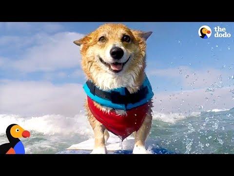 Corgi Can't Stop Smiling When He's Surfing - JOJO | The Dodo