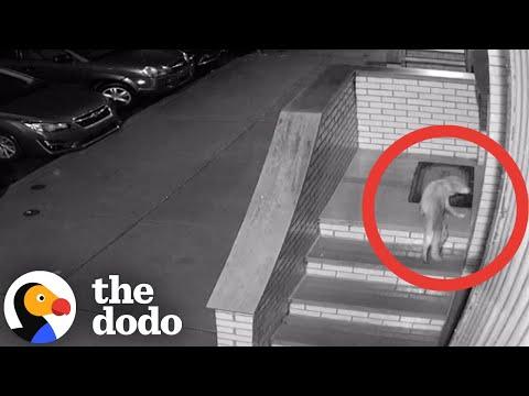 Stray Dog Breaks Into Family's House In The Middle Of The Night #Video