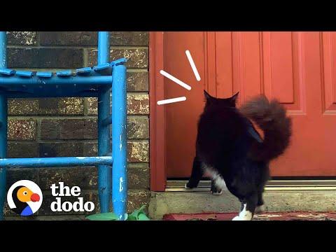 This Stray Cat Ask To Be Let Inside To Keep Her Kittens Safe #Video