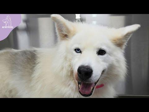 Transforming This Beautiful Rescued Husky Before His Adoption Day #Video