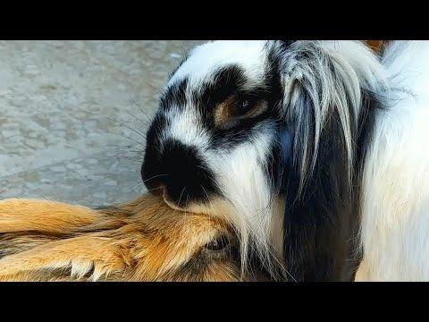 Bunny's response to paralyzed friend will change how you see bunnies #Video