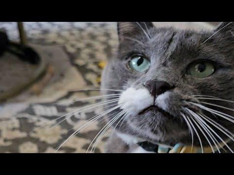 Clever cat pretends to know English #Video