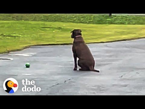Rescue Dog Waits In The Driveway Every Day For Her Dad To Come Home #Video