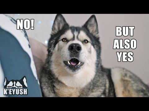 My Husky Copies ENGLISH WORDS And Other Dogs! #Video