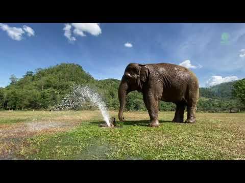 Elephant Stop To Play On The Water - ElephantNews #video