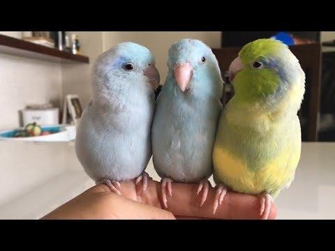 Funny And Cute Parrots - Cutest Parrots In The World 2018