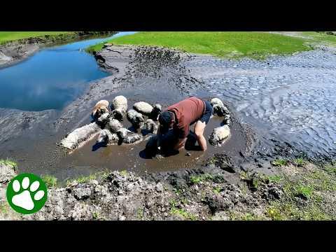 Friends unite to save 12 lambs trapped in mud #Video