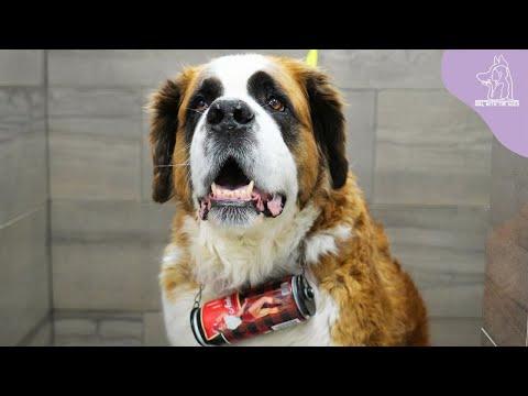 One St. Bernard's Heroism Saves The Lives Of Both Humans AND Dogs - Girl With Dogs  #Video