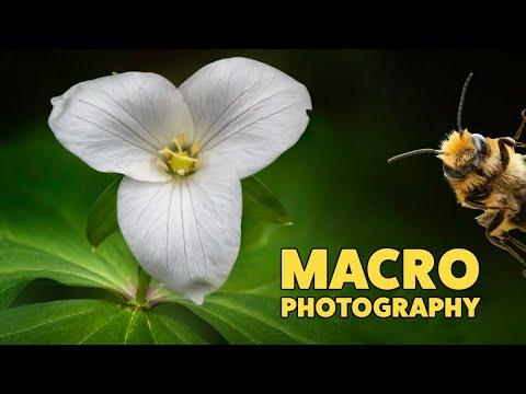 How to shoot MACRO PHOTOGRAPHY - Focus Shift Shooting / Focus bracketing - Nikon Z9 #Video