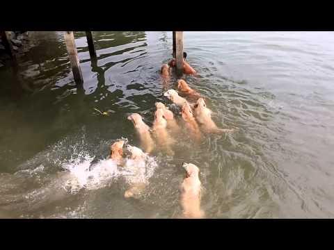 Swimming With Golden Retrievers