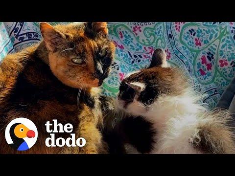 These Senior Cats Fell In Love During Retirement #Video