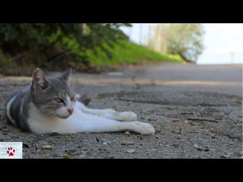 The strange loyalty of cats #Video