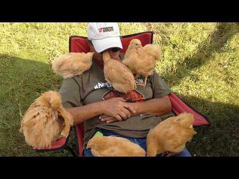 When Baby Farm Animals Are More Human Than You #Video