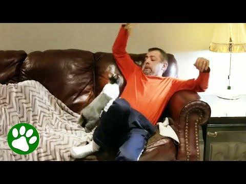 Dad is terrified of daughter's bunny #Video