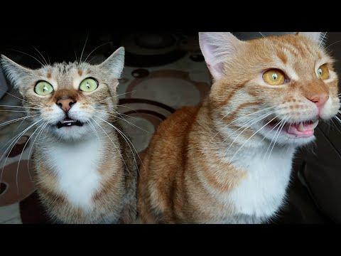 Cat Chatter & Flatter | React-A-Cat #Video