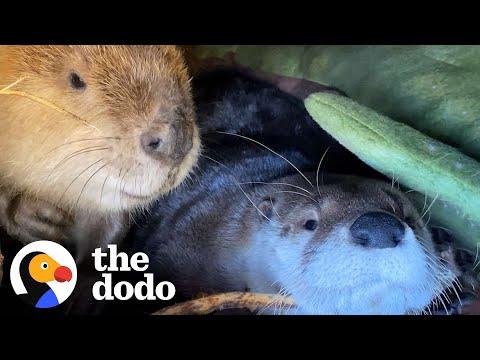 Beaver And Otter Play 24/7 #Video