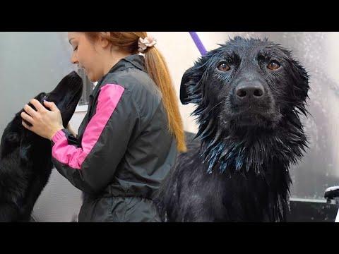 Grooming my gorgeous working-line German Shepherd #Video