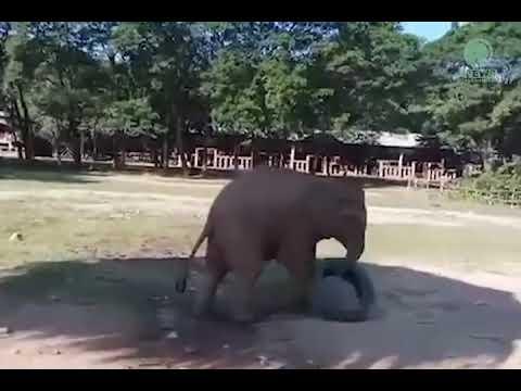 Baby Elephant Wan Mai VS Tire - ElephantNews #Video