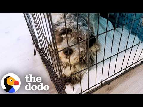 Dog Who'd Lived Outside Gets Pet For The Very First Time #Video
