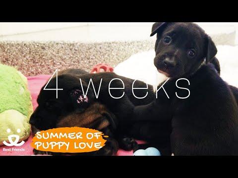 Bork Video! 4 week old puppies learn to play at Best Friends Animal Sanctuary