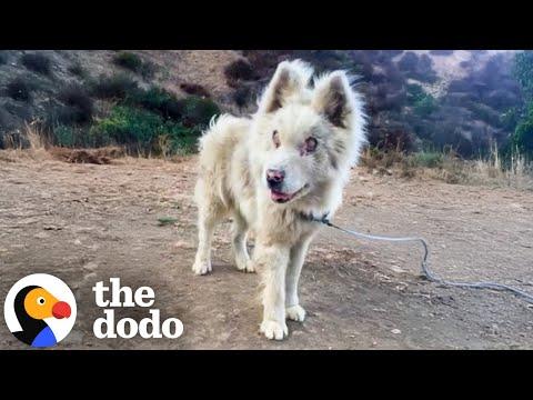 Abandoned Blind Husky Has The Best Glow Up #Video