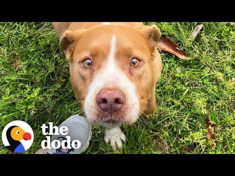 Family’s New House Comes With A Senior Pit Bull Tied Up In The Yard #Video