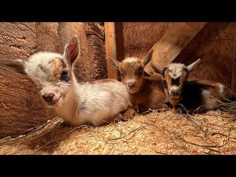 Itty bitty goat kids! #Video