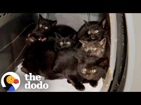 Litter Of Terrified Kittens Rescued From A Parking Garage #Video